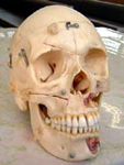 頭蓋骨模型